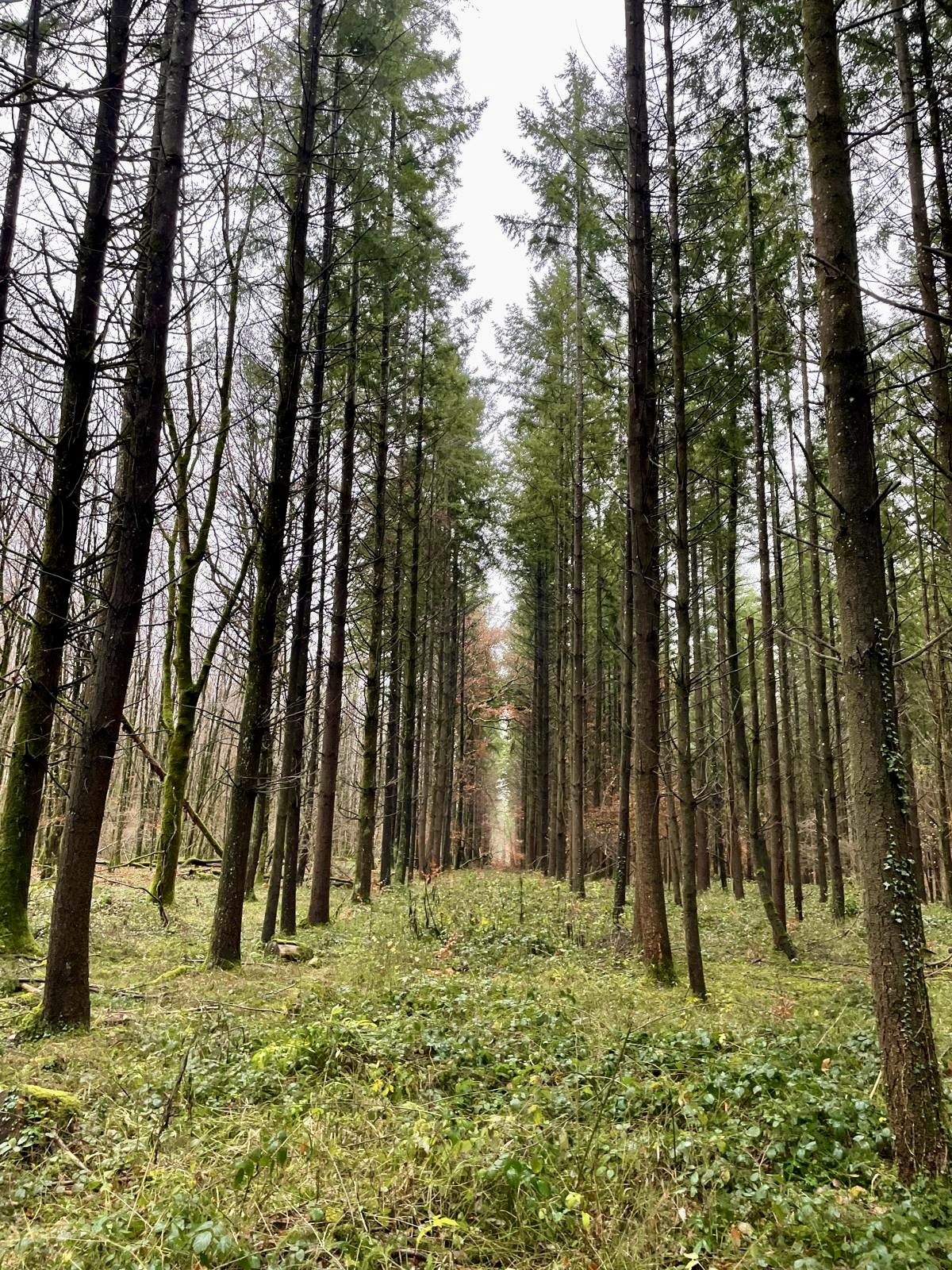 Gli edifici in legno sono davvero ecosostenibili?